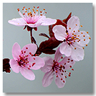 Picture of flowers
