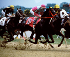 Preakness Stakes horse race