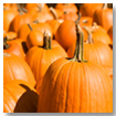 Pumpkins in a field