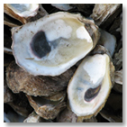 Picture of oysters